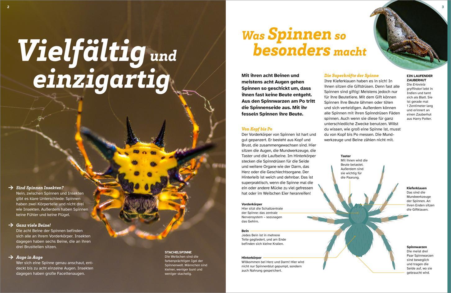 Bild: 9783788677060 | WAS IST WAS Spinnen. Akrobaten auf acht Beinen | Inga M. Ramcke | Buch