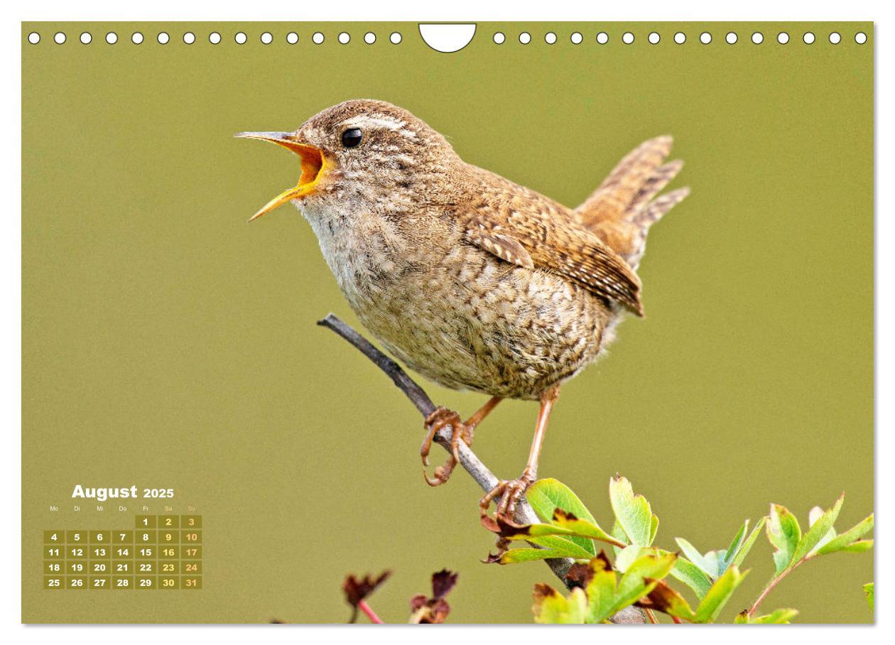 Bild: 9783383850691 | Amsel, Fink und Star: Heimische Vögel (Wandkalender 2025 DIN A4...