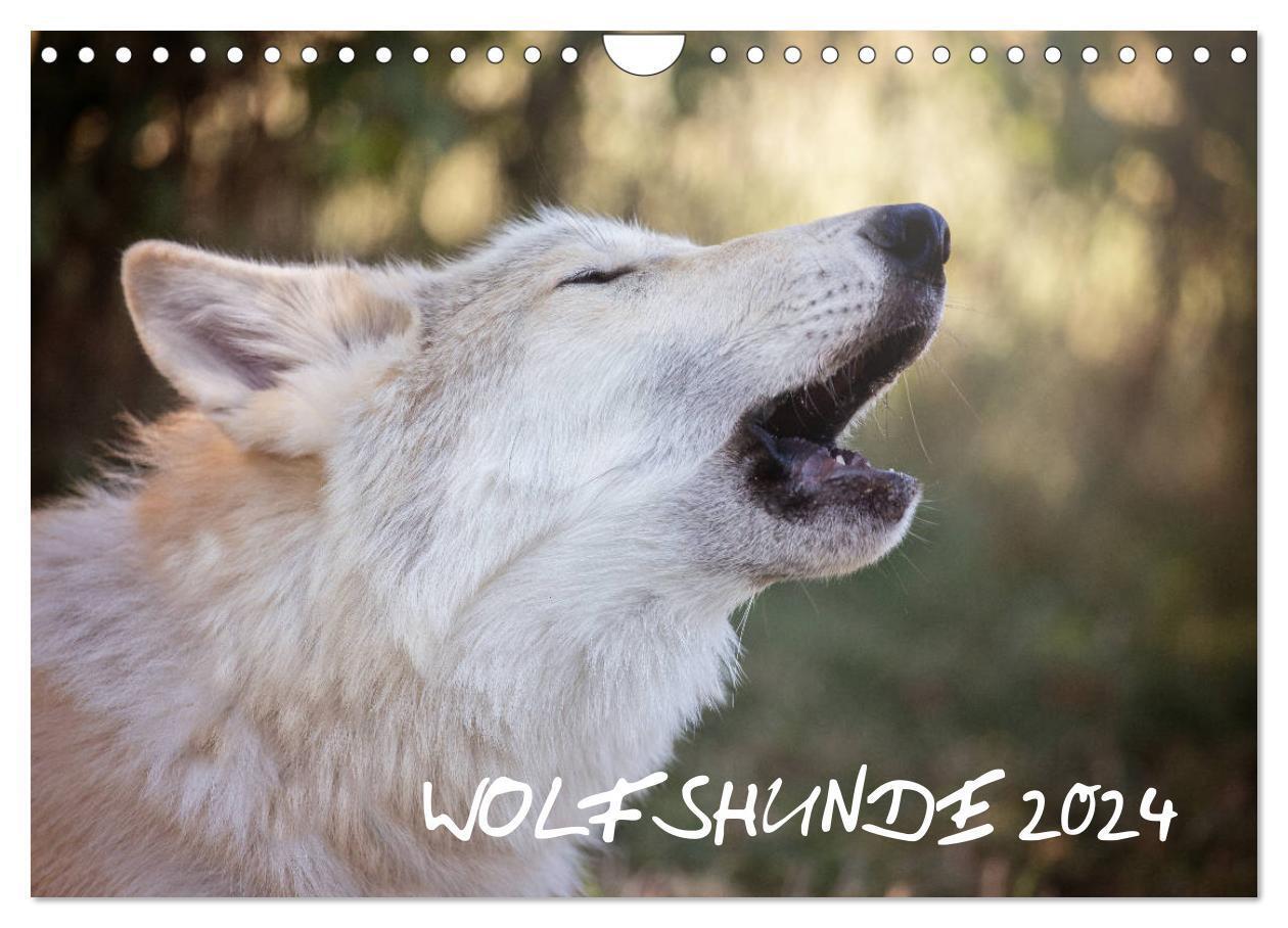 Cover: 9783383206634 | Wolfshunde 2024 (Wandkalender 2024 DIN A4 quer), CALVENDO...