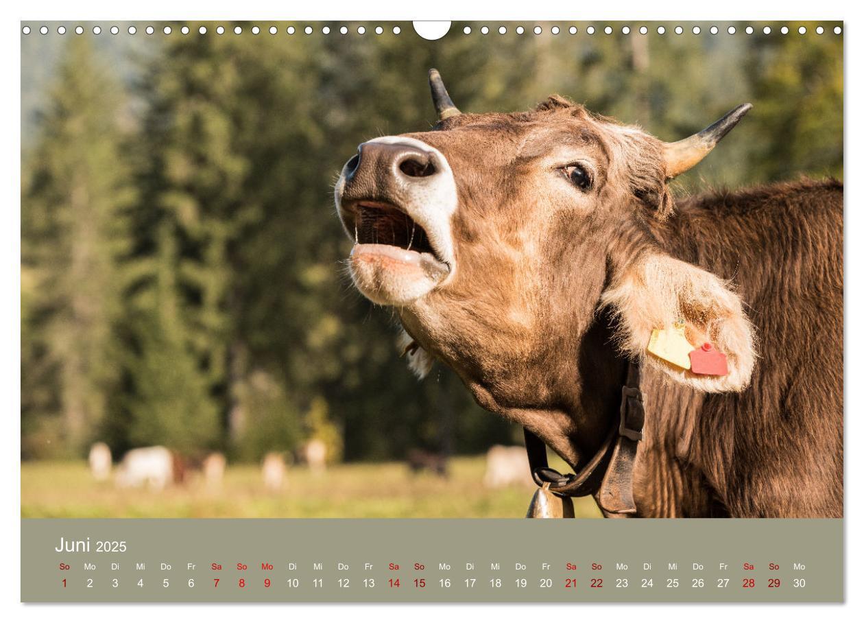 Bild: 9783383832239 | Allgäuer Rindvieh 2025 (Wandkalender 2025 DIN A3 quer), CALVENDO...