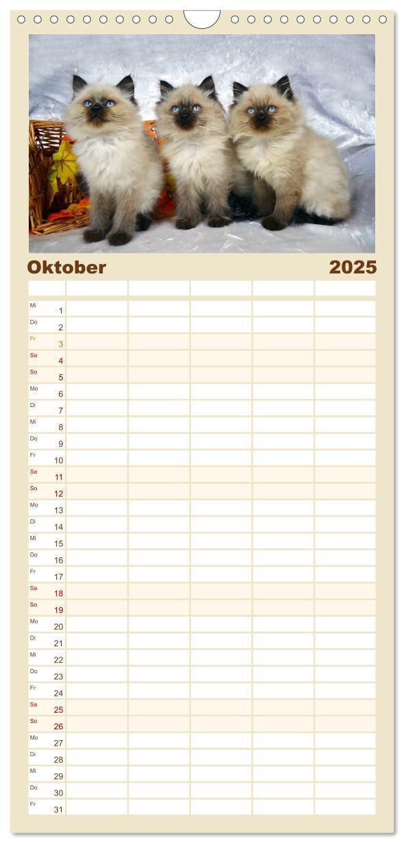 Bild: 9783457123881 | Familienplaner 2025 - Katzenparade mit 5 Spalten (Wandkalender, 21...