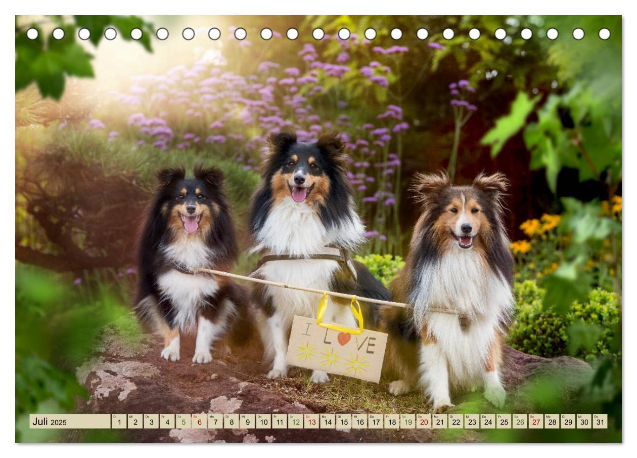 Bild: 9783435422678 | SHELTIES Liebe auf 4 Pfoten (Tischkalender 2025 DIN A5 quer),...