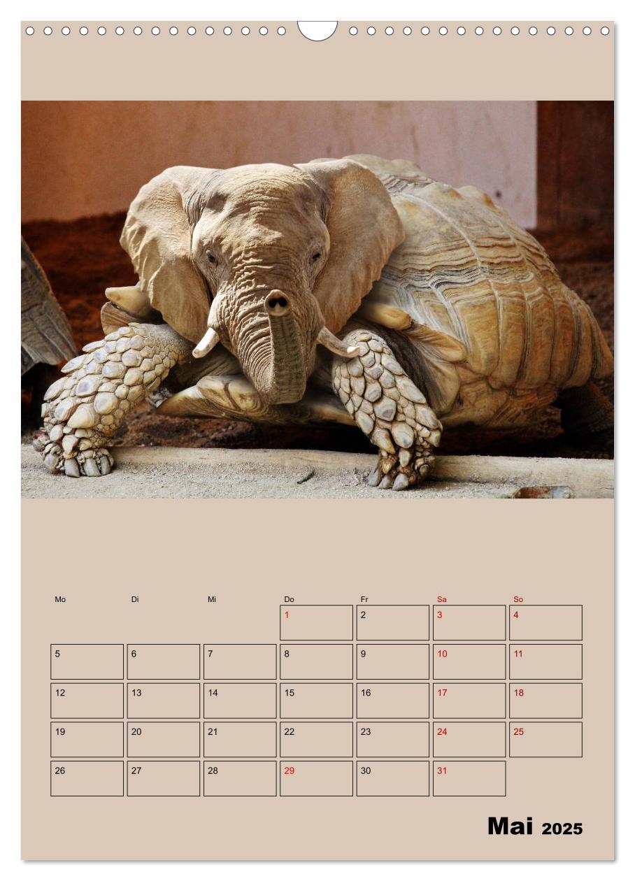 Bild: 9783435979189 | Seltsame Tiere - da stimmt doch was nicht... (Wandkalender 2025 DIN...