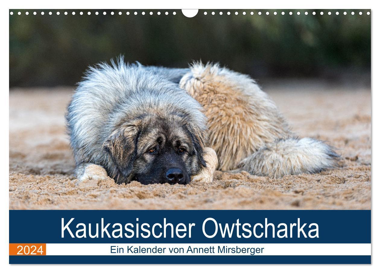 Cover: 9783675931404 | Kaukasischer Owtscharka (Wandkalender 2024 DIN A3 quer), CALVENDO...