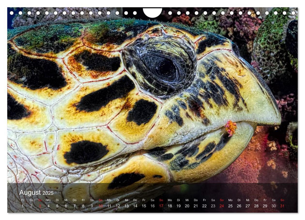 Bild: 9783435597680 | Schildkröten des Ozeans (Wandkalender 2025 DIN A4 quer), CALVENDO...