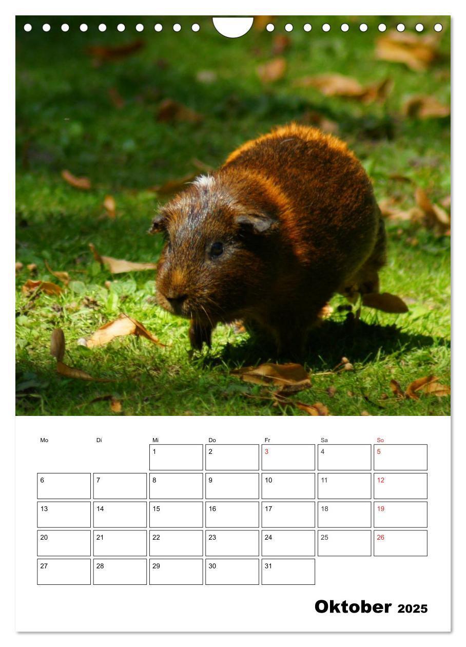 Bild: 9783457014820 | Meerschweinchen Terminplaner (Wandkalender 2025 DIN A4 hoch),...