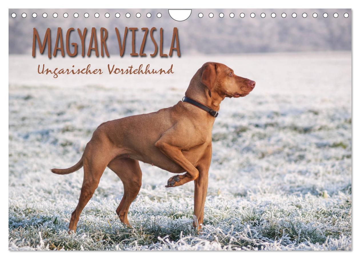 Cover: 9783435307920 | Magyar Vizsla - Ungarischer Vorstehhund (Wandkalender 2025 DIN A4...