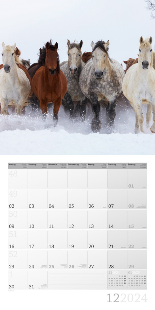 Bild: 9783838444215 | Pferde Kalender 2024 - 30x30 | Ackermann Kunstverlag | Kalender | 2024