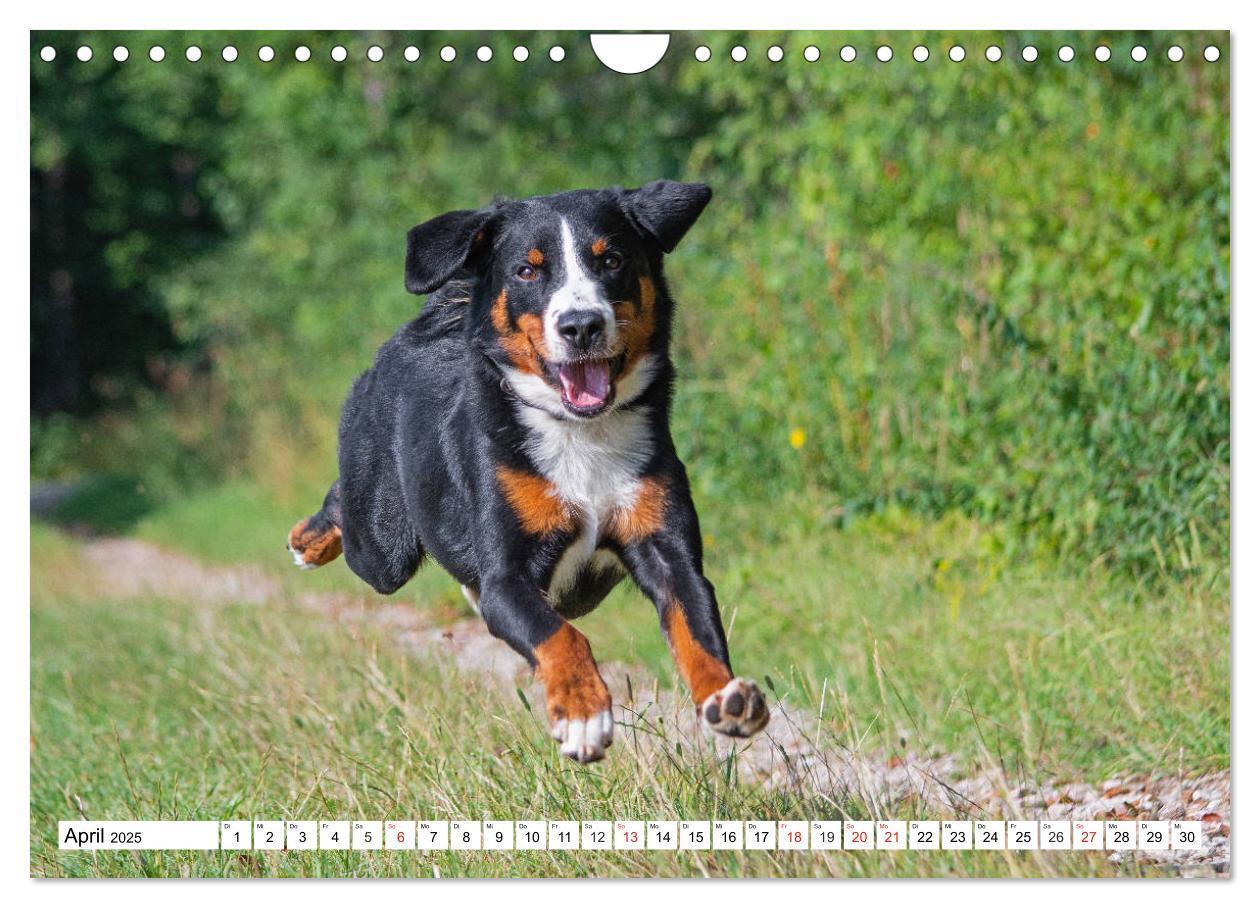 Bild: 9783435112890 | Appenzeller Sennenhund - Ein Schweizer auf 4 Pfoten (Wandkalender...