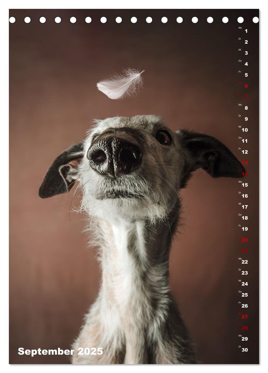 Bild: 9783457230732 | dogmuse deluxe (Tischkalender 2025 DIN A5 hoch), CALVENDO...