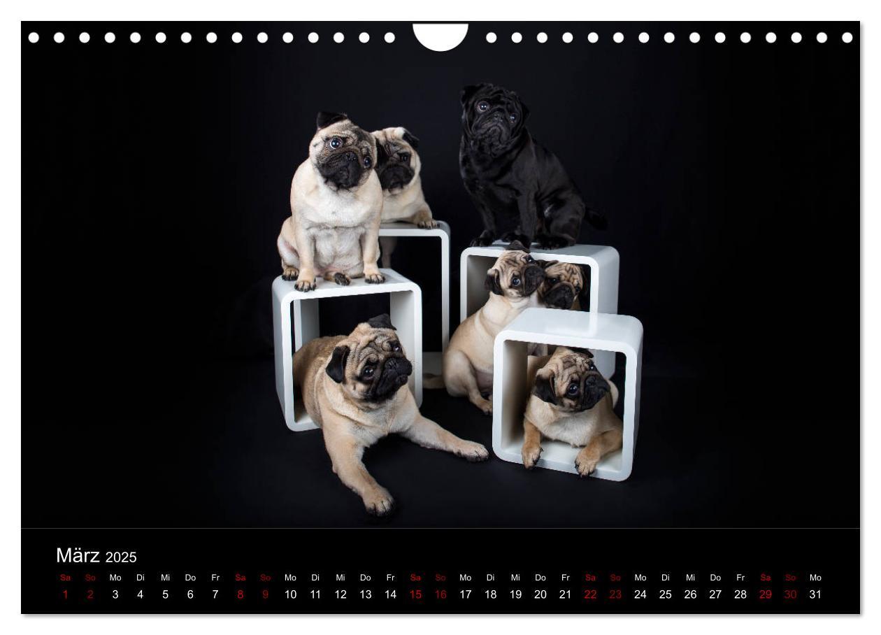 Bild: 9783435418428 | MÖPSE - tierische Momente im Fotostudio (Wandkalender 2025 DIN A4...