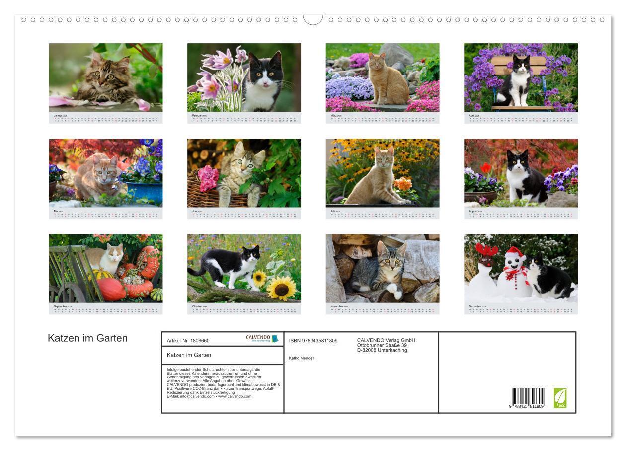 Bild: 9783435811809 | Katzen im Garten (Wandkalender 2025 DIN A2 quer), CALVENDO...