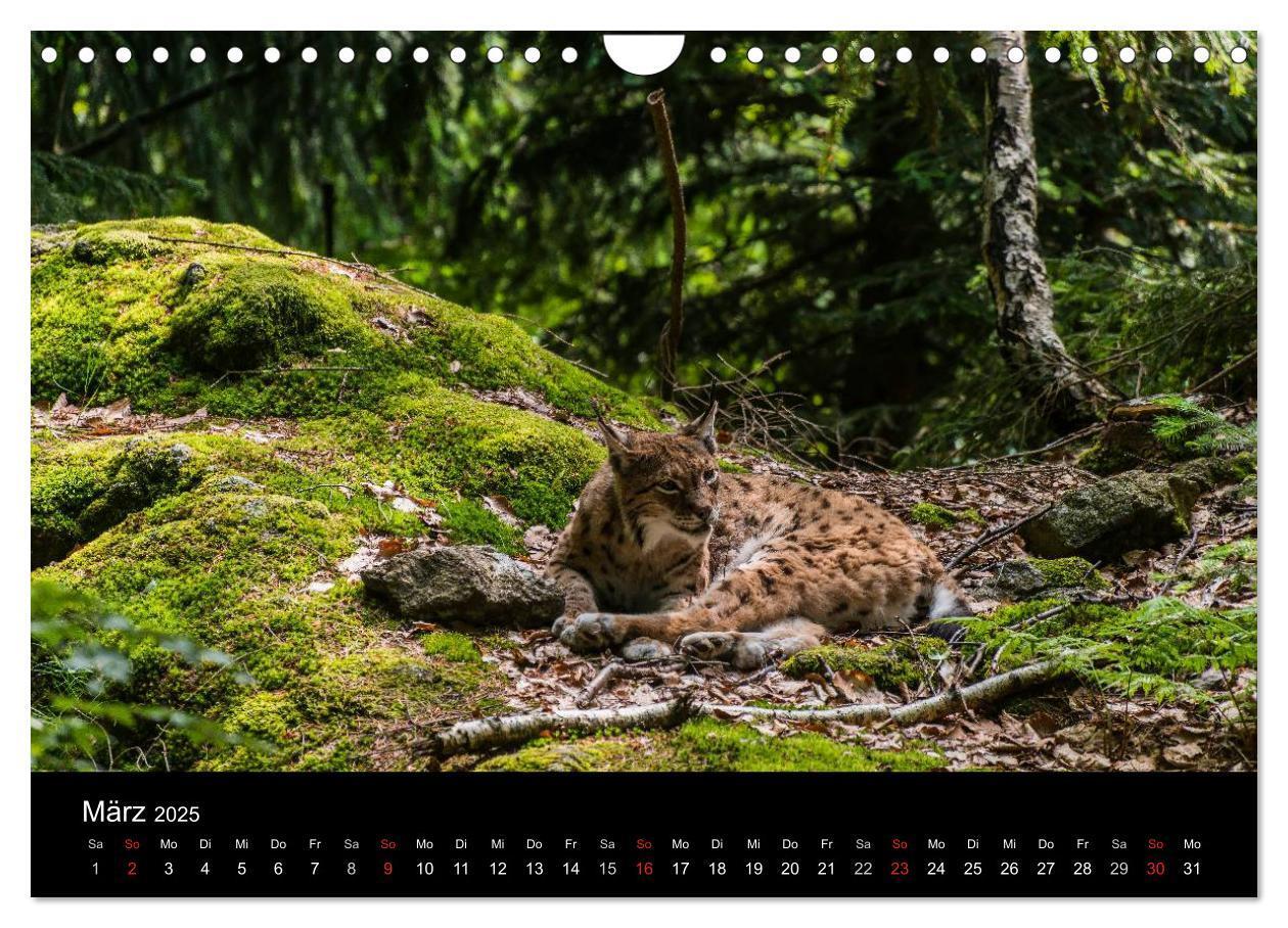 Bild: 9783435722778 | Bayerischer Wald (Wandkalender 2025 DIN A4 quer), CALVENDO...