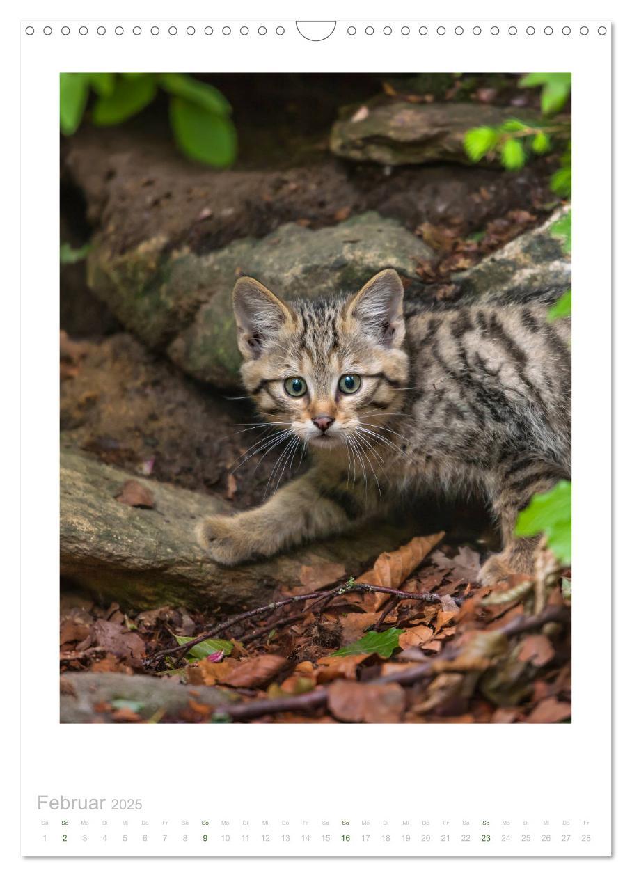 Bild: 9783435954179 | Wildkatzen - Kleine Samtpfoten des Waldes (Wandkalender 2025 DIN A3...