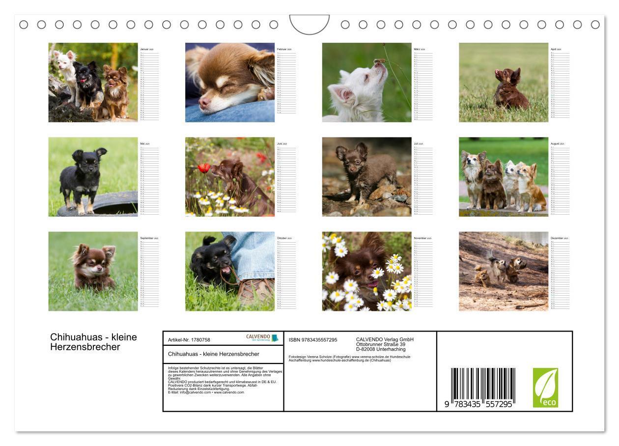 Bild: 9783435557295 | Chihuahuas - kleine Herzensbrecher (Wandkalender 2025 DIN A4 quer),...