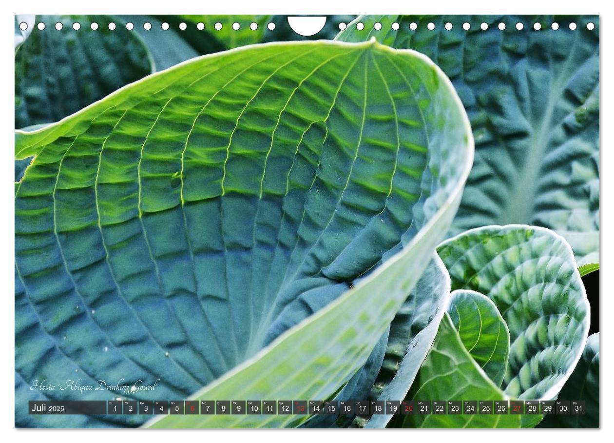 Bild: 9783435576814 | Hosta Staude mit Herz (Wandkalender 2025 DIN A4 quer), CALVENDO...