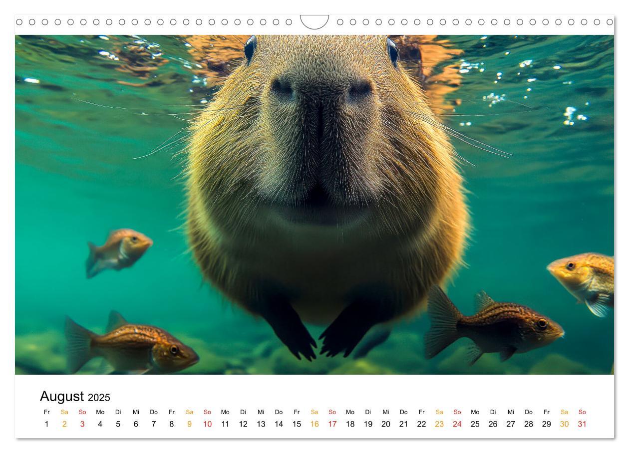 Bild: 9783457244593 | Capybara - liebenswertes großes Wasserschwein (Wandkalender 2025...