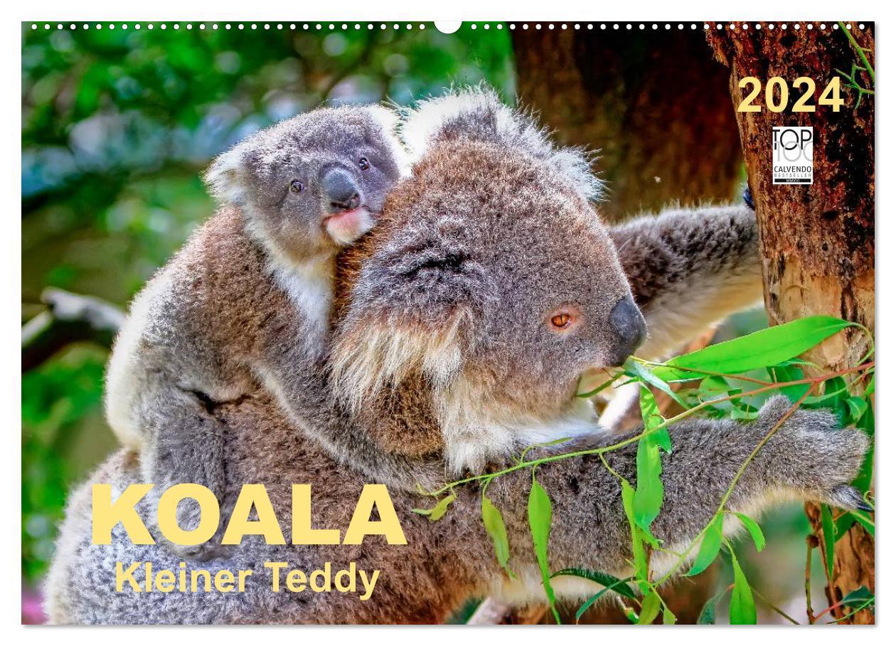 Cover: 9783675470149 | Koala - kleiner Teddy (Wandkalender 2024 DIN A2 quer), CALVENDO...
