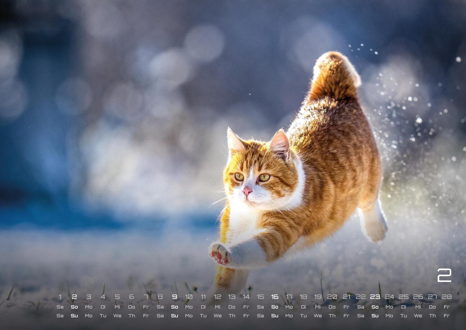 Bild: 9783986733858 | Miau - Unsere Stubentiger - Der Katzenkalender - 2025 - Kalender...