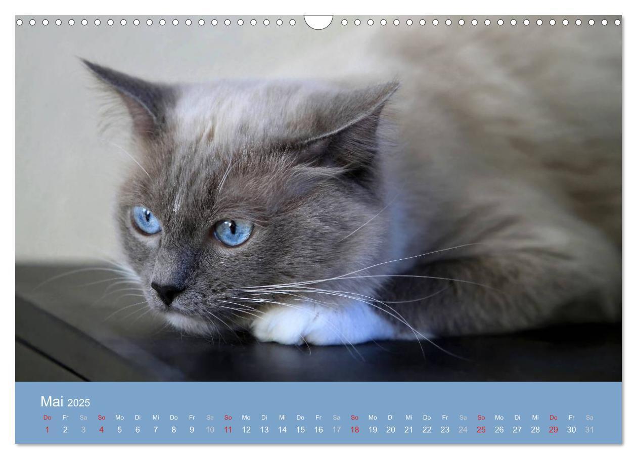 Bild: 9783435745548 | Engel auf 4 Pfoten - Ragdolls 2025 (Wandkalender 2025 DIN A3 quer),...