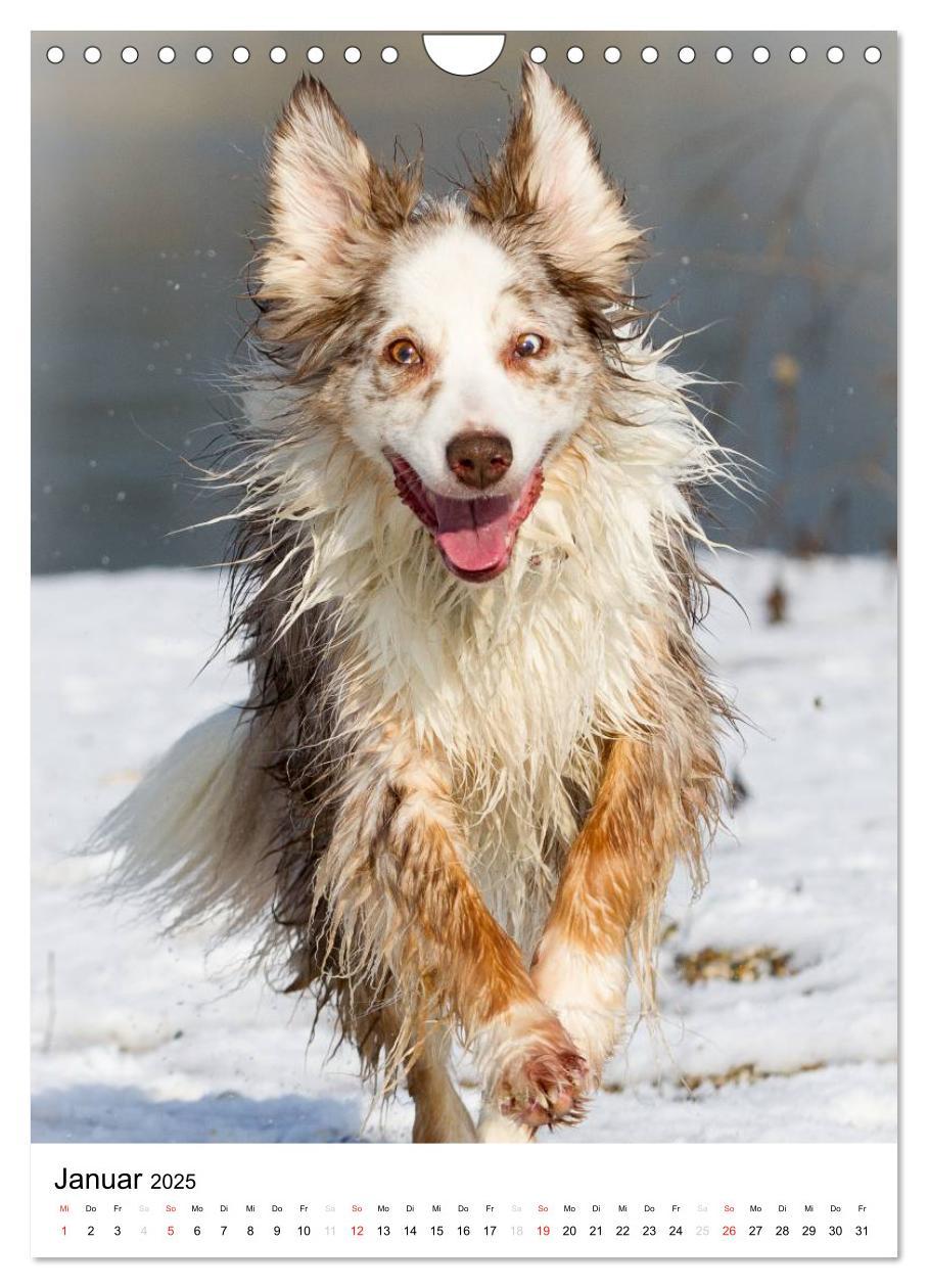 Bild: 9783457061046 | Australian Shepherd ¿ Mit dem Aussie unterwegs (Wandkalender 2025...