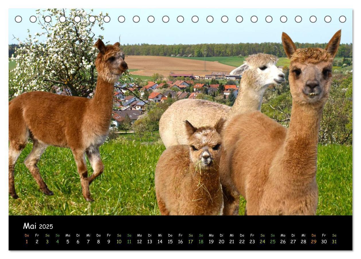 Bild: 9783435561421 | Alpakas zum Verlieben (Tischkalender 2025 DIN A5 quer), CALVENDO...