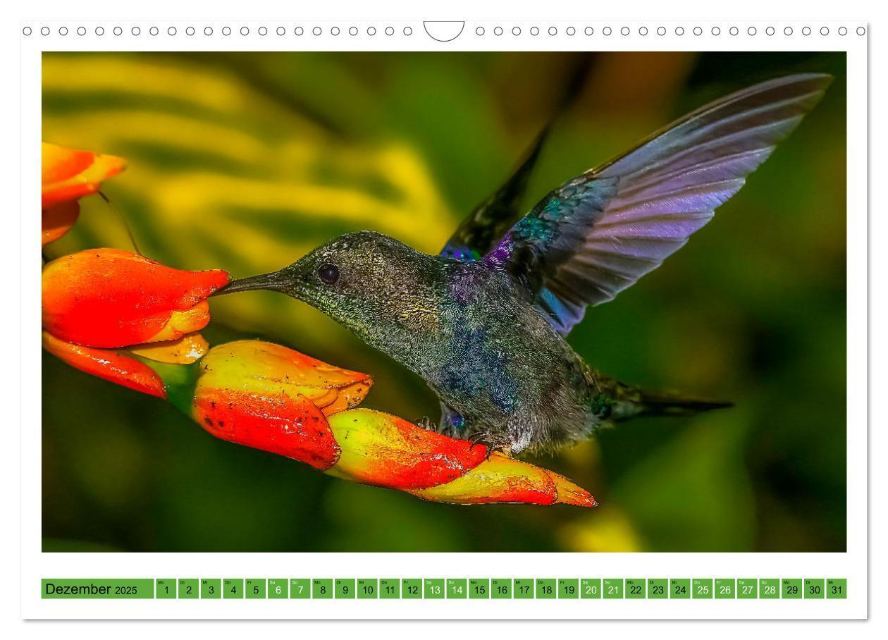 Bild: 9783435428335 | Kolibris; Anmut, Schönheit, Farben (Wandkalender 2025 DIN A3 quer),...