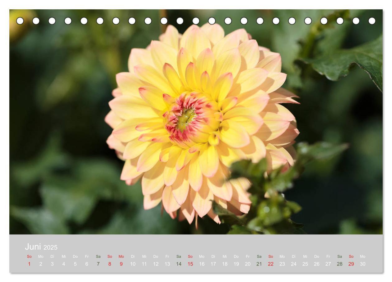 Bild: 9783435298815 | Dahlien - Prachtvolle Blüten des Spätsommers (Tischkalender 2025...