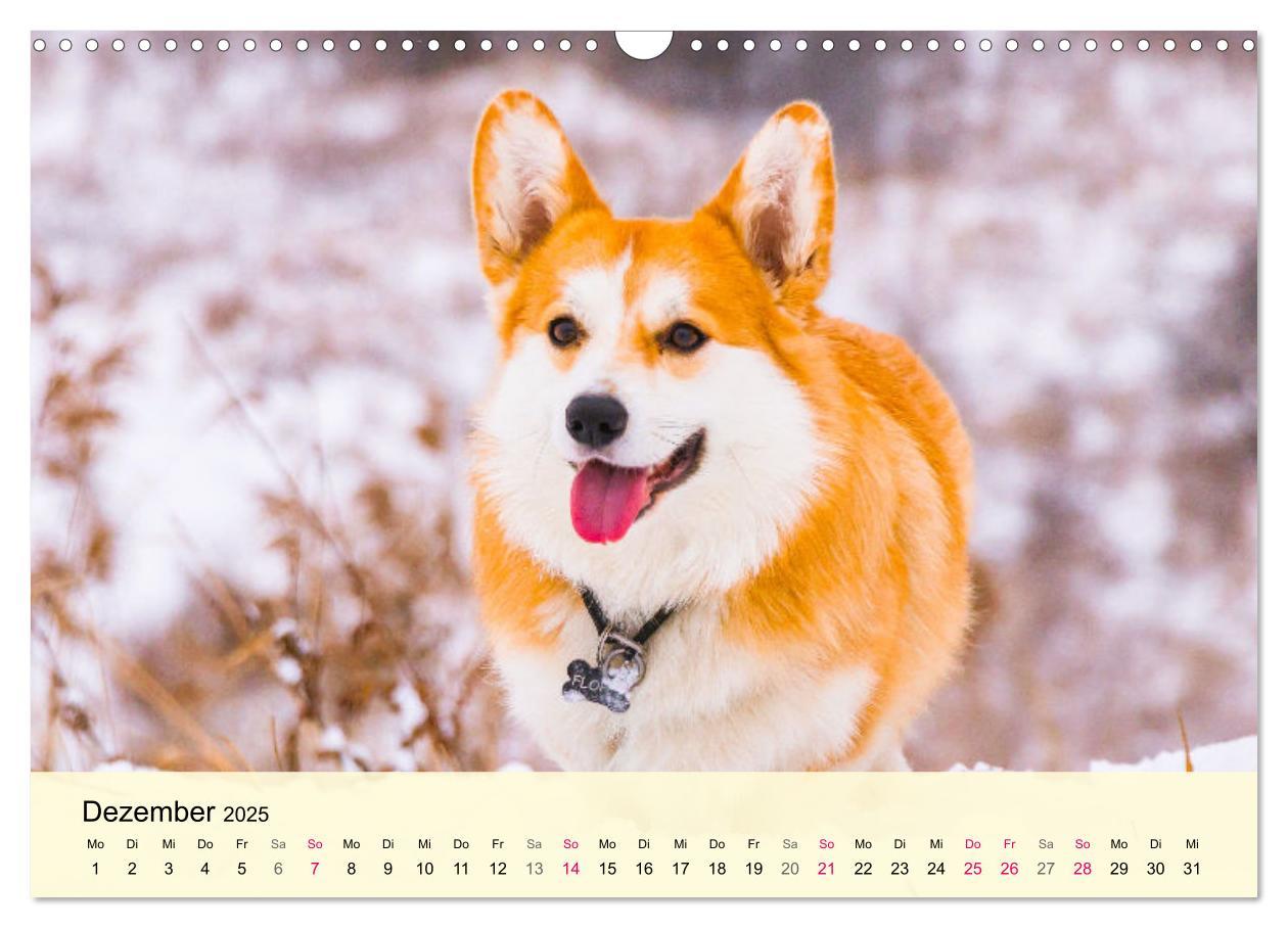 Bild: 9783435019809 | Welsh Corgi. Zauberhafter Dickkopf auf kurzen Beinen (Wandkalender...