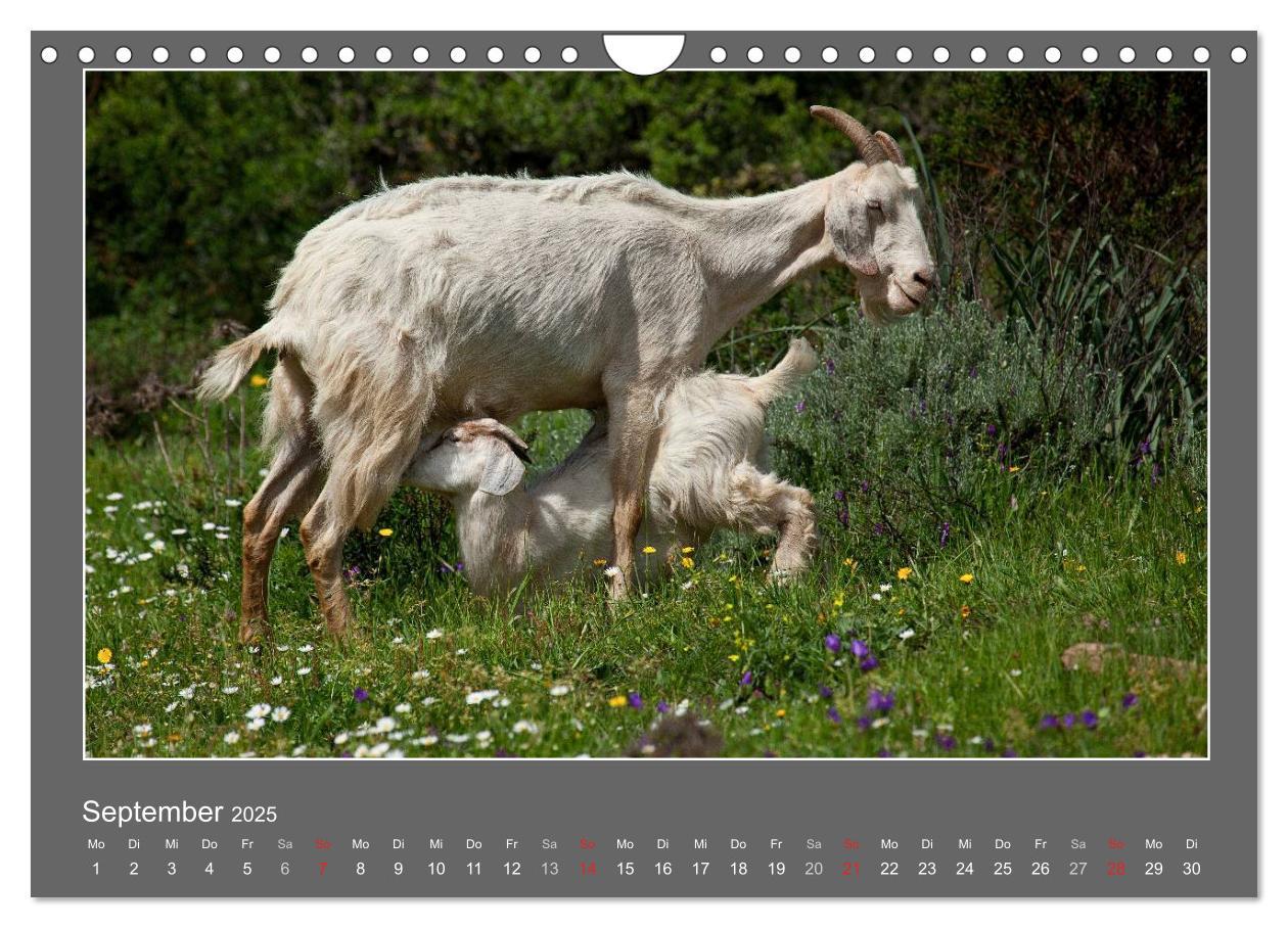 Bild: 9783435563289 | Tierbabys 2025 (Wandkalender 2025 DIN A4 quer), CALVENDO...