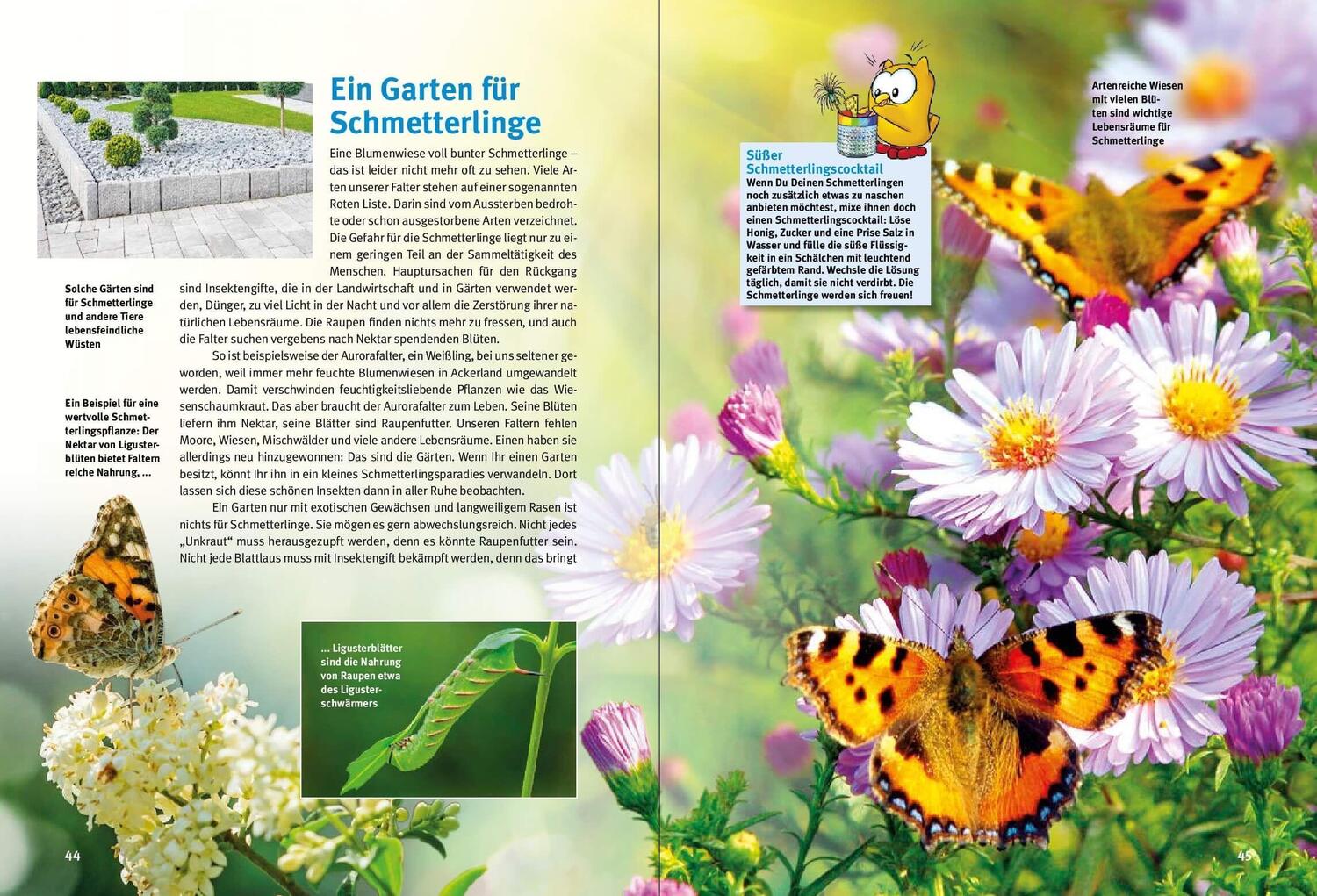Bild: 9783866594937 | Entdecke die Schmetterlinge | Thomas Schmidt | Buch | 64 S. | Deutsch