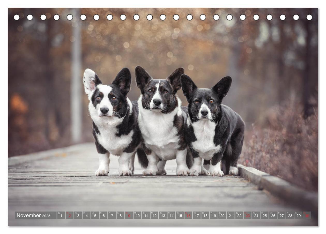 Bild: 9783435117925 | Welsh Corgi - Der Kobold unter den Hunden (Tischkalender 2025 DIN...