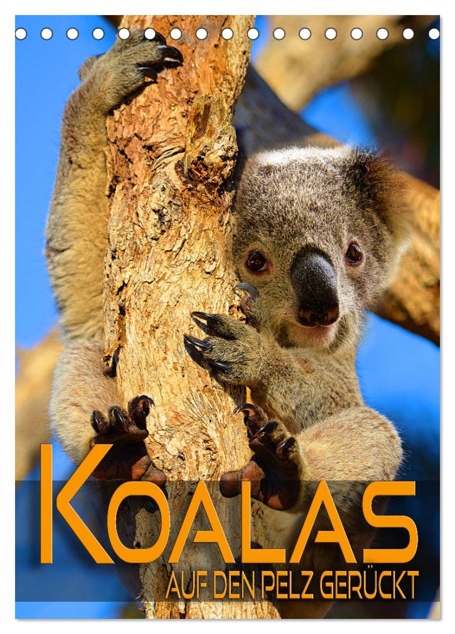 Cover: 9783435910946 | Koalas auf den Pelz gerückt (Tischkalender 2025 DIN A5 hoch),...