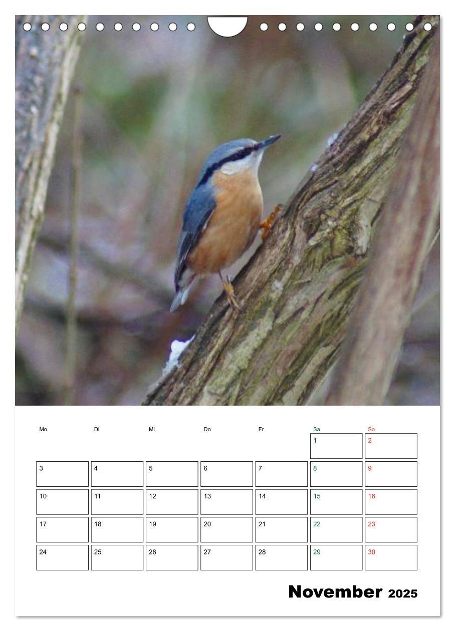 Bild: 9783457086025 | Heimische Singvögel (Wandkalender 2025 DIN A4 hoch), CALVENDO...