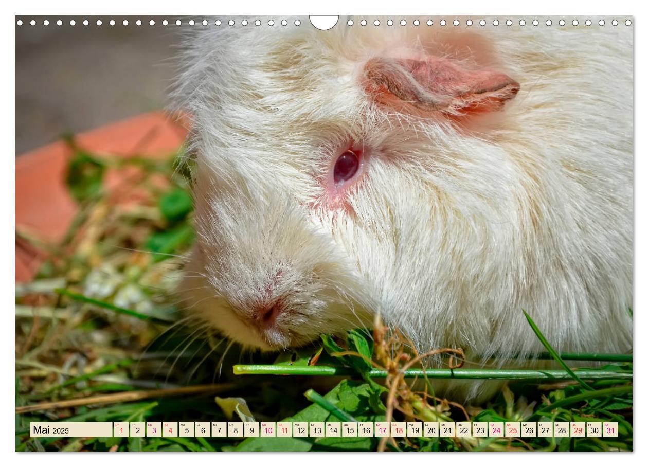 Bild: 9783435364930 | Meerschweinchen - so süß (Wandkalender 2025 DIN A3 quer), CALVENDO...