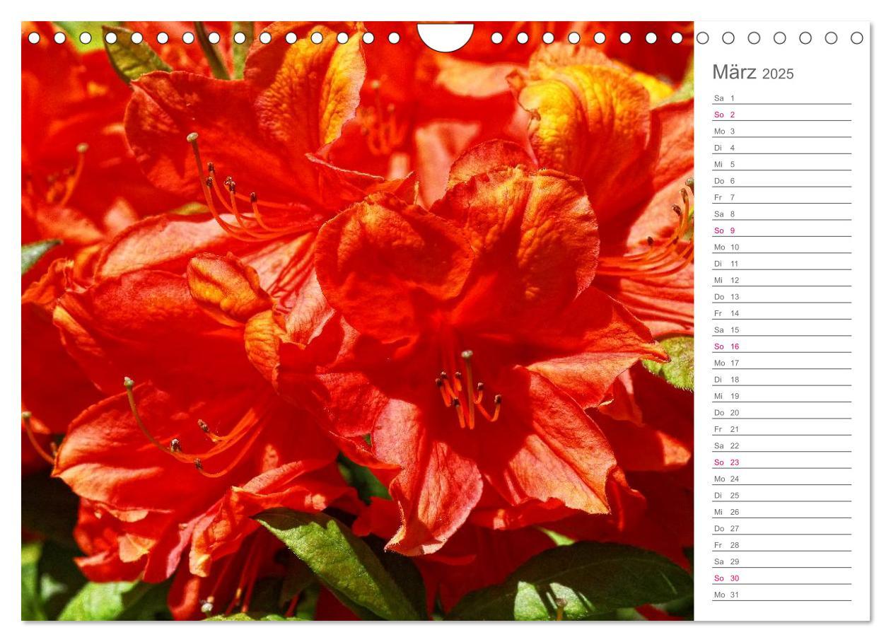 Bild: 9783435492091 | Rhododendron Schönheiten im Garten (Wandkalender 2025 DIN A4 quer),...