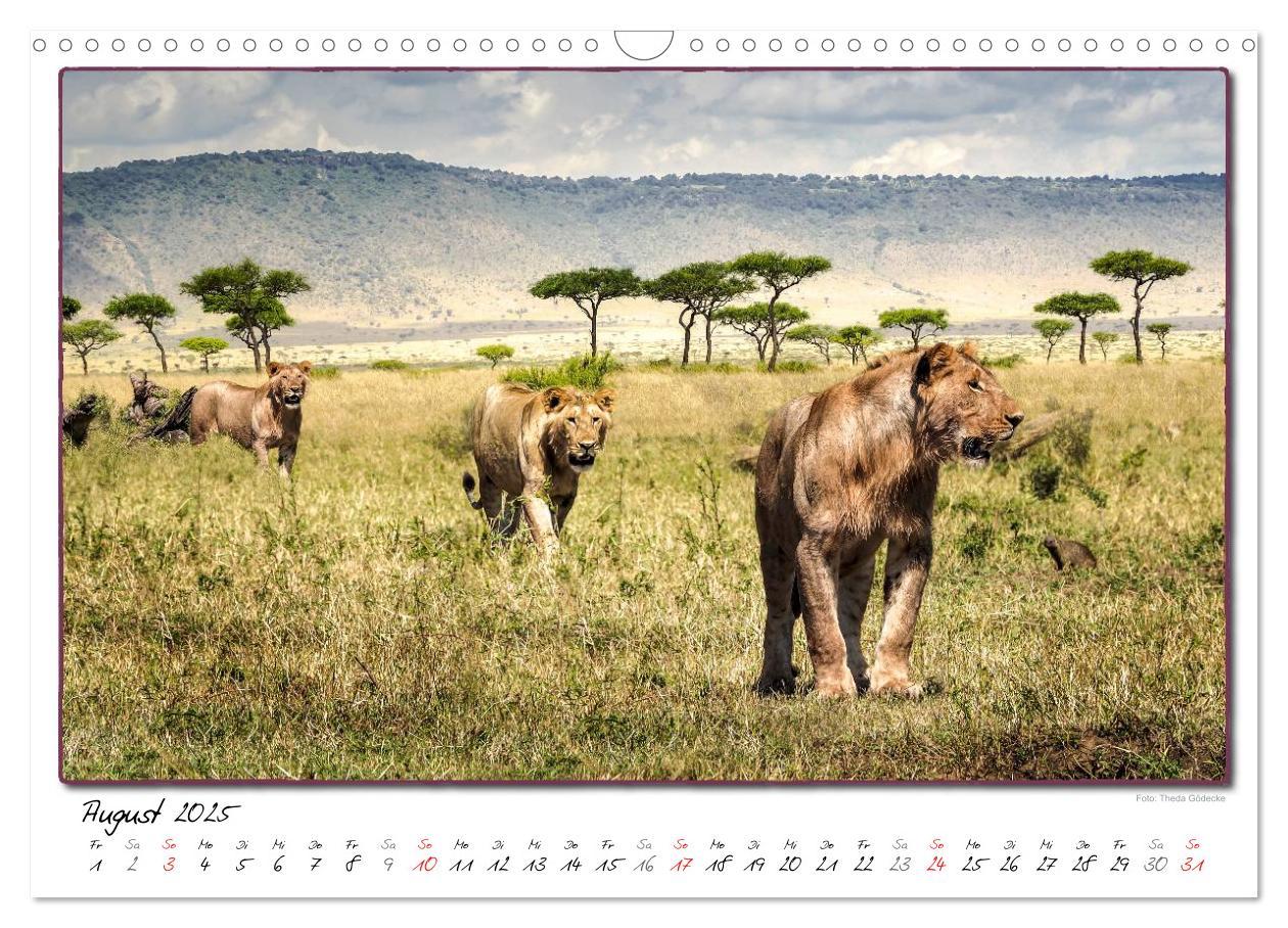 Bild: 9783435488773 | Abenteuer Masai Mara (Wandkalender 2025 DIN A3 quer), CALVENDO...