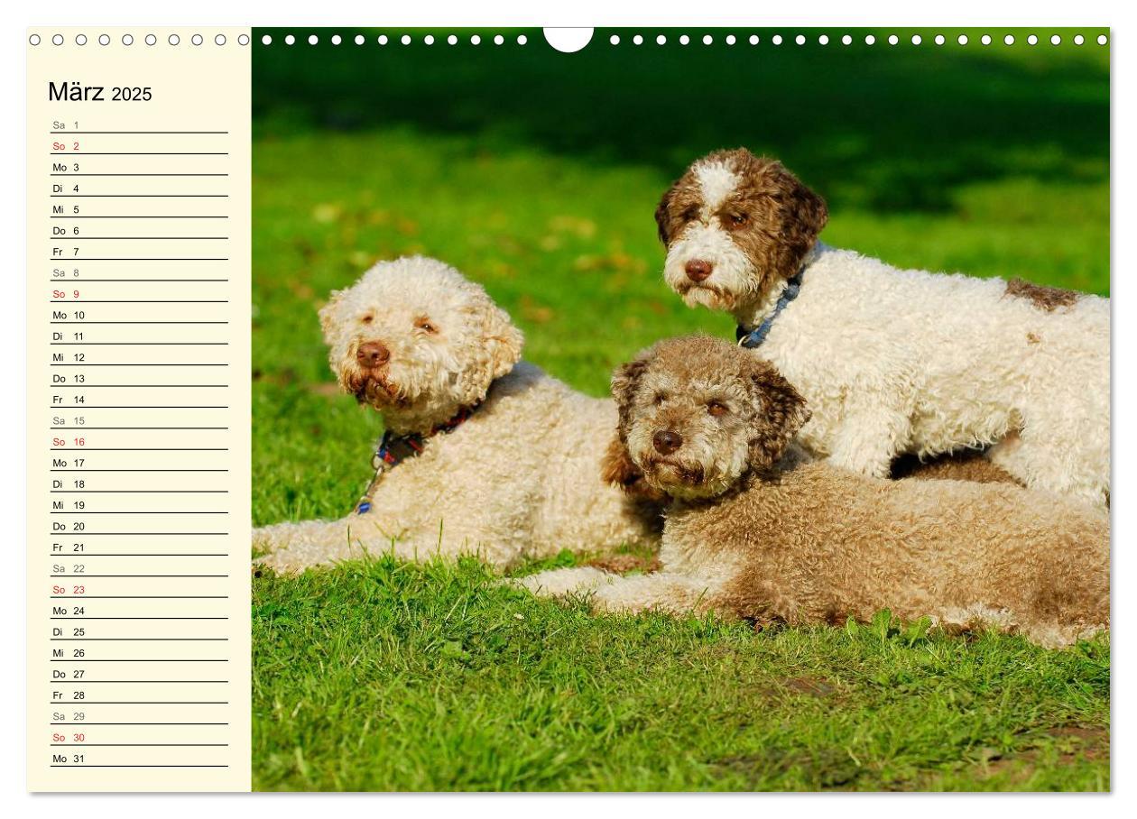 Bild: 9783435544912 | Lagotto Romagnolo - Italienischer Trüffelhund (Wandkalender 2025...