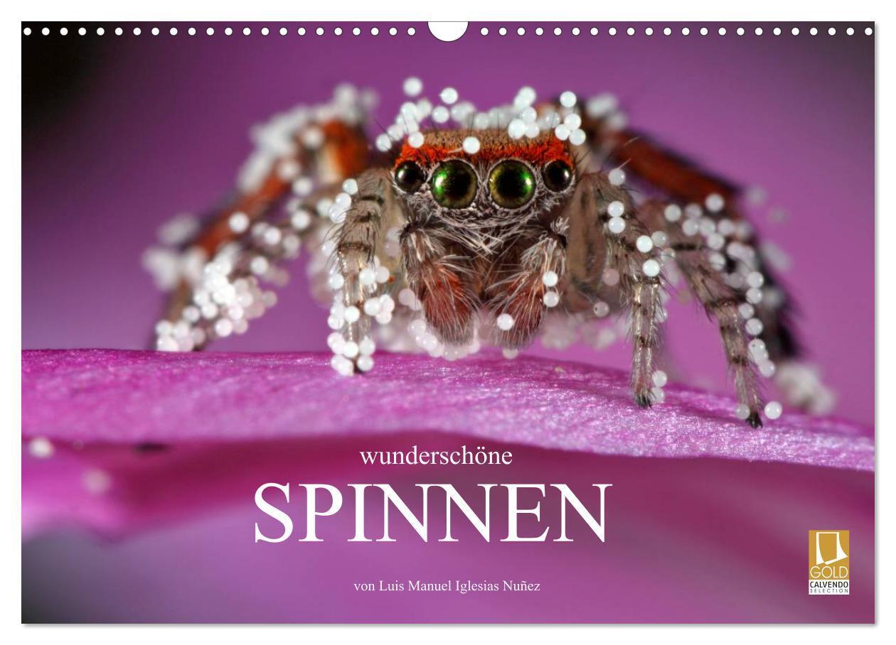 Cover: 9783383602283 | Wunderschöne Spinnen (Wandkalender 2024 DIN A3 quer), CALVENDO...