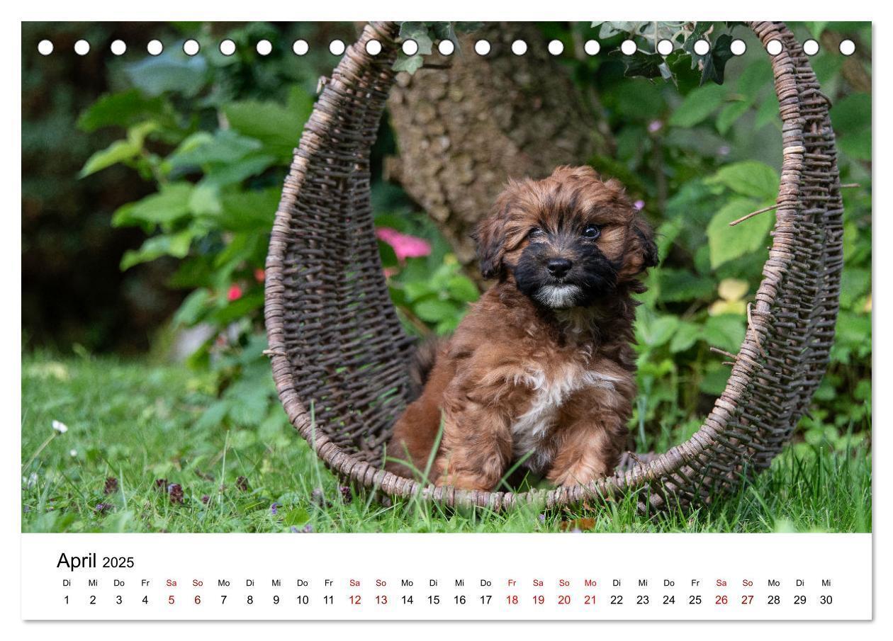 Bild: 9783435037353 | Maltipoo Welpen (Tischkalender 2025 DIN A5 quer), CALVENDO...