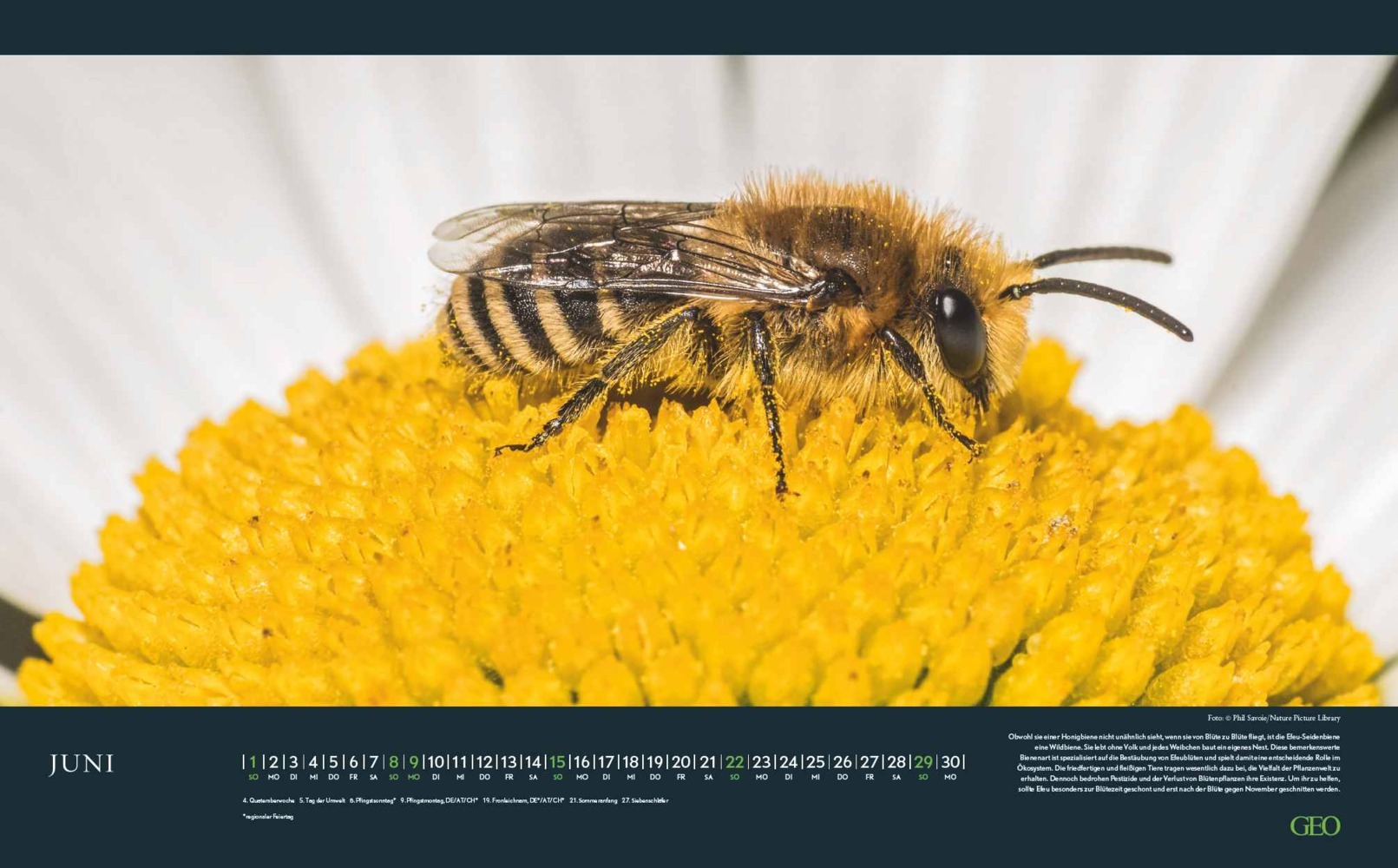 Bild: 4002725988645 | GEO Bedrohte Tierwelt 2025 - Wand-Kalender - Tier-Kalender -...