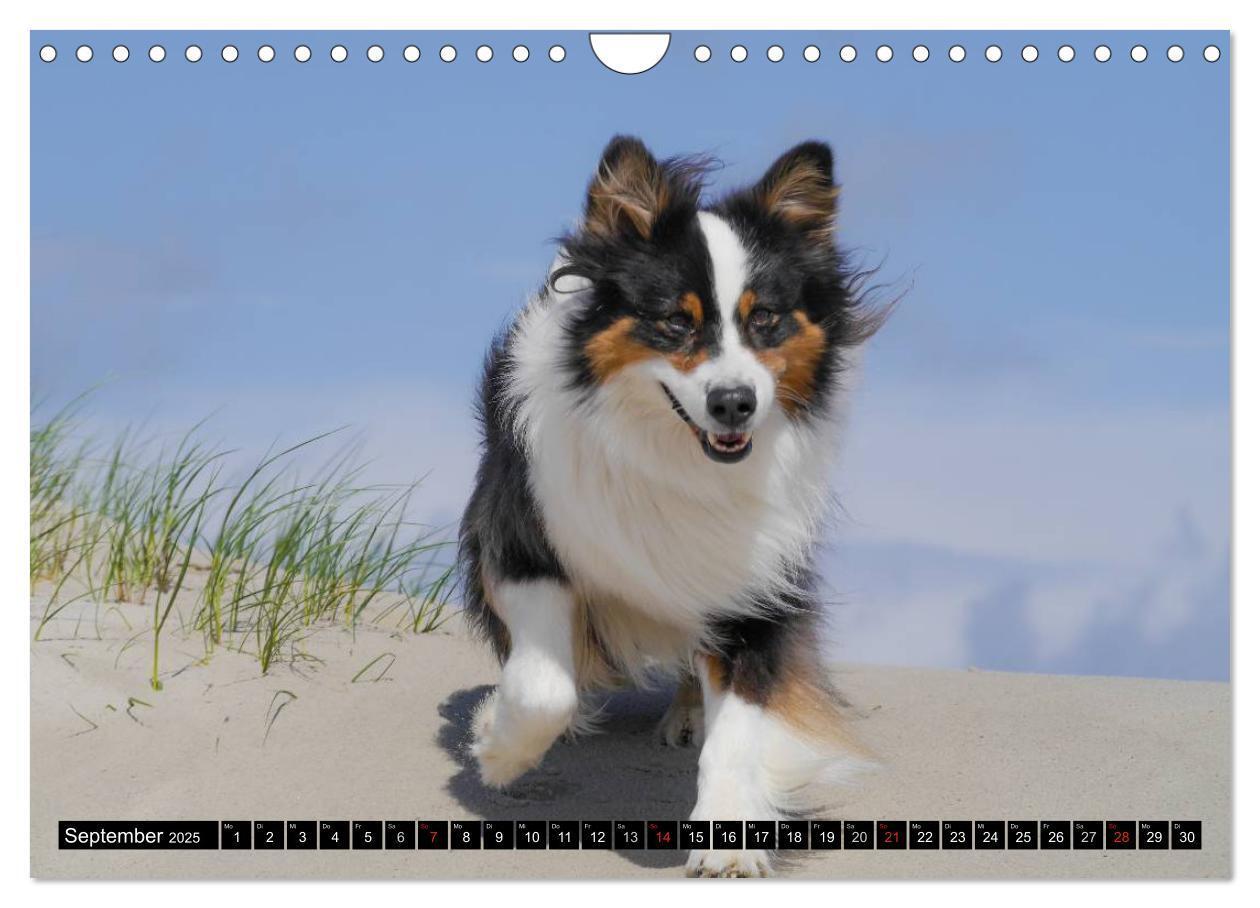 Bild: 9783435553624 | Australian Shepherd - Lebensfreude auf vier Pfoten (Wandkalender...