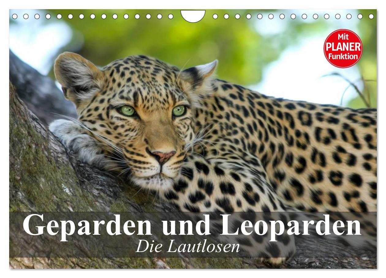 Cover: 9783435725328 | Die Lautlosen. Geparden und Leoparden (Wandkalender 2025 DIN A4...