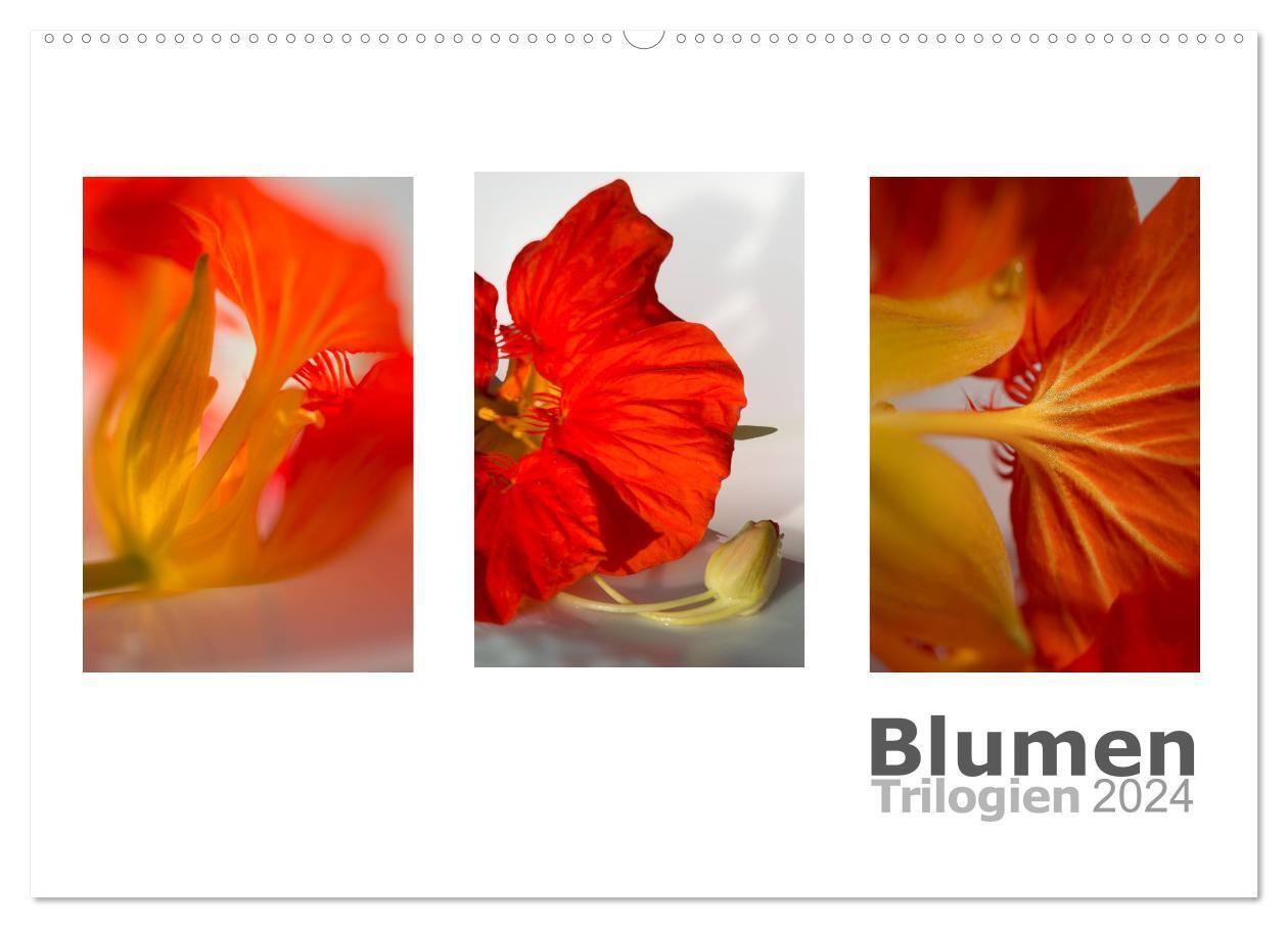 Cover: 9783675585041 | Blumen Trilogien (Wandkalender 2024 DIN A2 quer), CALVENDO...