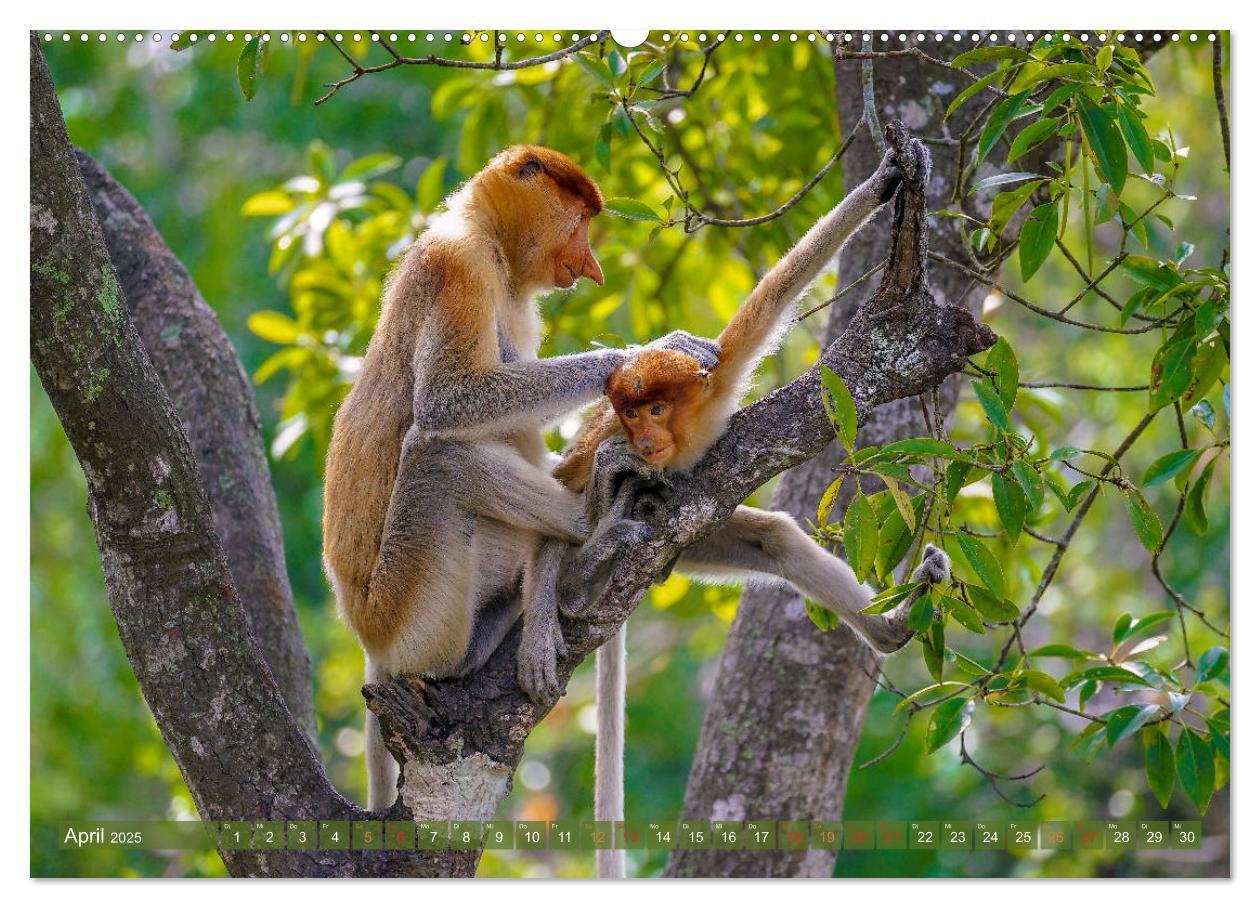 Bild: 9783435218493 | Nasenaffen von Borneo (Wandkalender 2025 DIN A2 quer), CALVENDO...