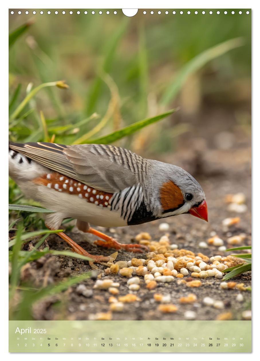 Bild: 9783457231142 | Zebrafinken - Ein Jahr voller gefiederter Momente (Wandkalender...