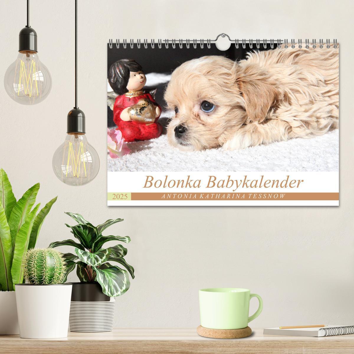 Bild: 9783435416141 | Bolonka Babykalender 2025 (Wandkalender 2025 DIN A4 quer), CALVENDO...