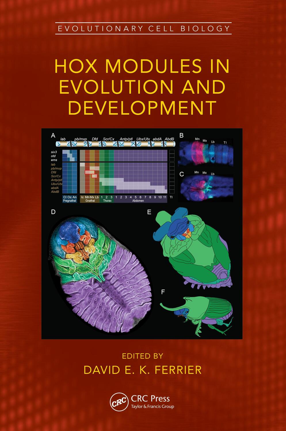 Cover: 9780367522582 | Hox Modules in Evolution and Development | Buch | Englisch | 2023