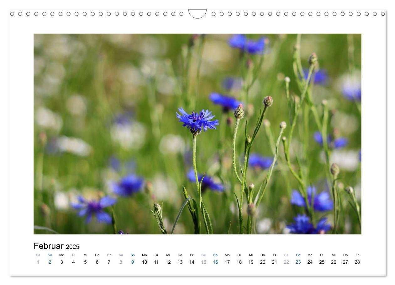 Bild: 9783435398225 | Kornblumen - Blaue Schönheiten (Wandkalender 2025 DIN A3 quer),...