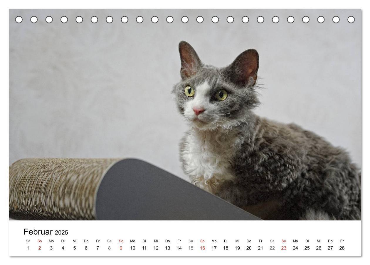 Bild: 9783435705290 | Rassekatzen 2025 (Tischkalender 2025 DIN A5 quer), CALVENDO...